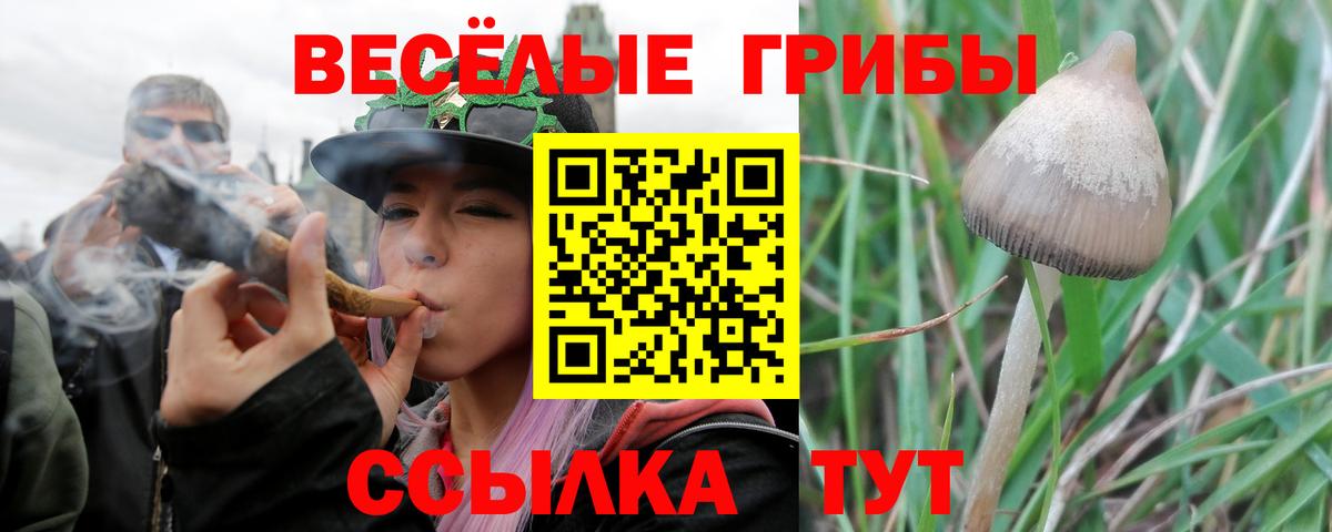 Псилоцибиновые грибы GOLDEN TEACHER  Галлюциногенные грибы MAGIC MUSHROOMS  Сыктывкар  Вход с VPN 